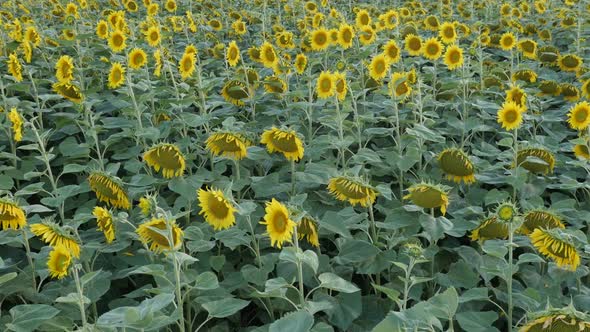 Slow motion sunflower Helianthus annuus plant  field footage