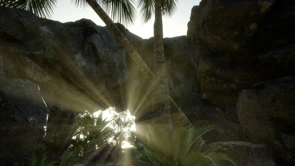 Big Palms in Stone Cave with Rays of Sunlight alt