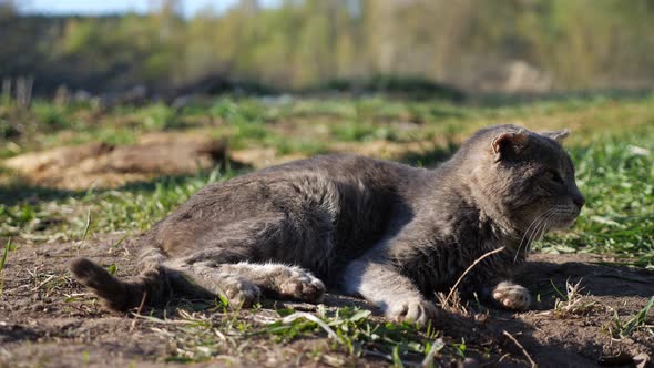 Old Experienced Cat with a Torn Ear Lies on the Ground in the Sun