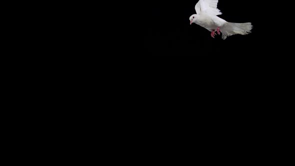 White bird flapping on black background, Slow Motion