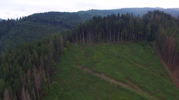 Deforestation. Aerial drone view of forest destroyed in Ukraine.