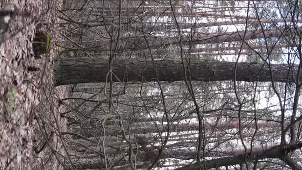 Vertical Video of Trees in a Pine Forest Slow Motion