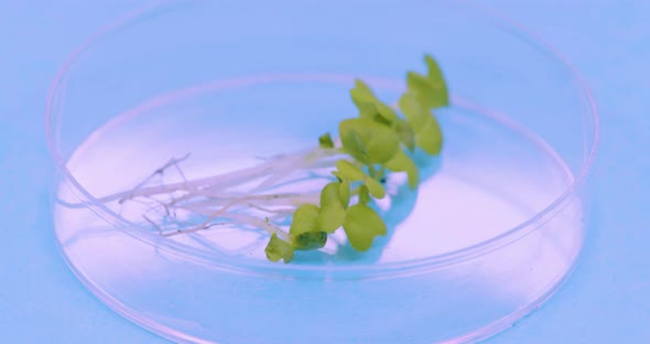 Several Sprouts in a Petri Dish Rotate on a Blue Background