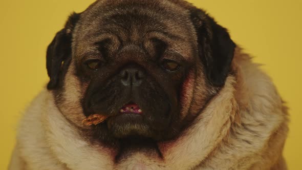 Cute Pug with Dog Treats in His Mouth on a Yellow Background