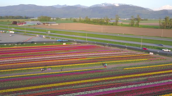 Aerial drone view of tulip flowers fields growing in rows of crops.