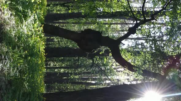 Vertical Video of a Forest with Pine Trees