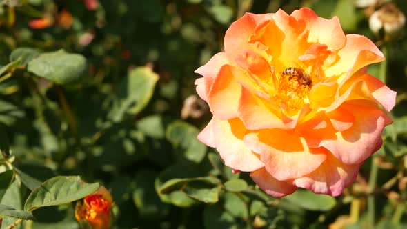 English Roses Garden. Rosarium Floral Background. Tender Flowers Blooming, Honey Bee Collects Pollen