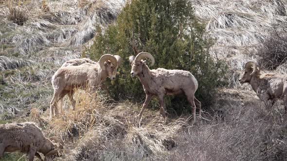 Bighorn Sheep rams butting heads in slow motion