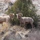 Bighorn Sheep rams butting heads in slow motion - VideoHive Item for Sale