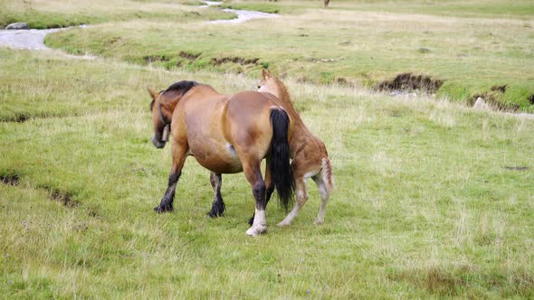 Horse and foal walking in green meadow