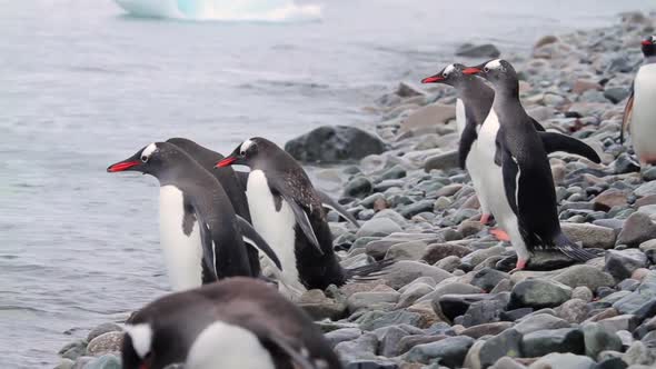 Gentoo Penguins In Antarctica