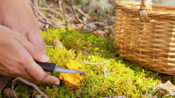 Young Woman Picking Mushrooms in Autumn Forest