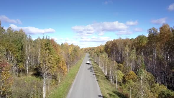 Aerial Car Drives on Road in Birch Forest Disappearing Away