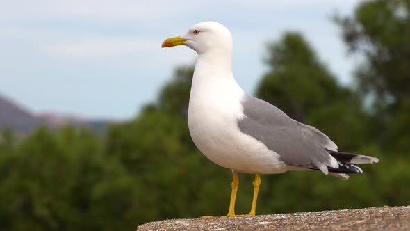 Close up of seagull sitting on top of stone, looking around