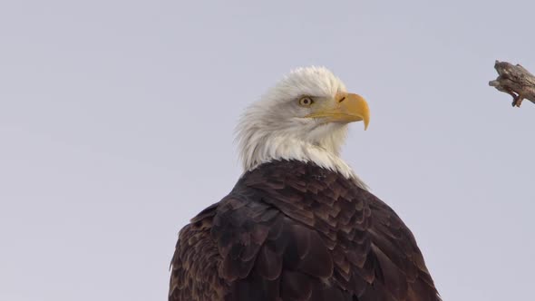 Bald Eagle looking over its shoulder in the sunlight