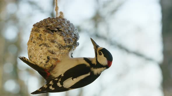 Woodpecker landing in 60FPS, A pair of Great Tits vacate the pine cone feeder for it