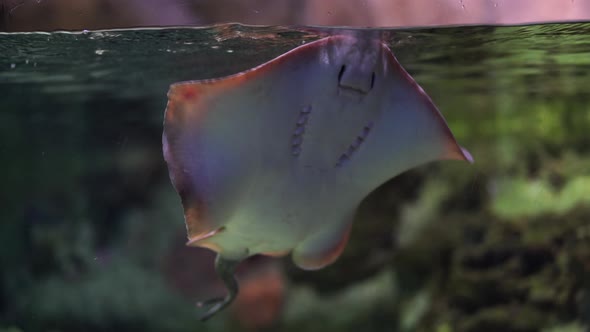 Small Stingray Swimming in an Aquarium