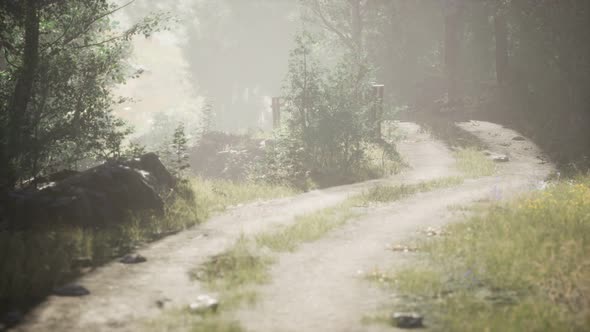 Sunbeams Entering Coniferous Stand on a Misty Summer Morning