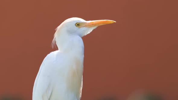 White Cattle Egret Wild Bird Also Known As Bubulcus Ibis Walking on Green Lawn in Summer