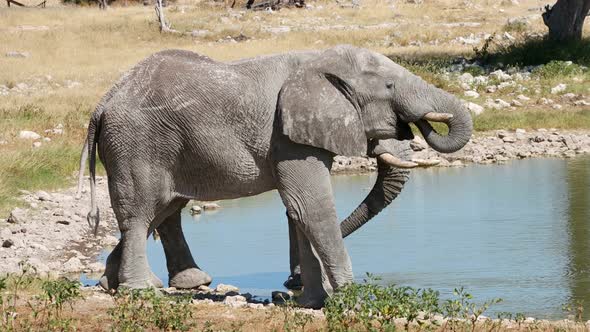 African Elephant Bulls At A Waterhole - Etosha