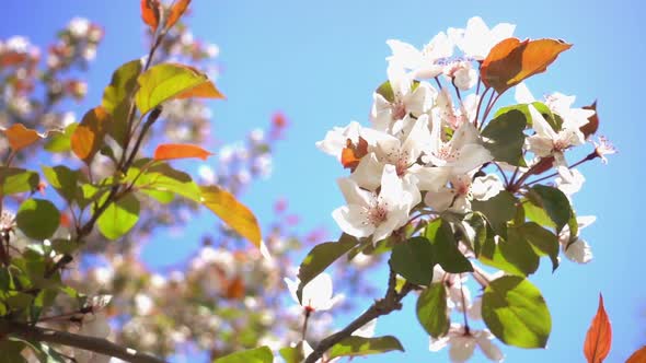 Apple Tree Flowers