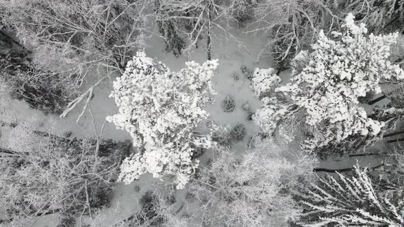 Beautiful Snowcovered Winter Forest in Cool Weather Aerial View