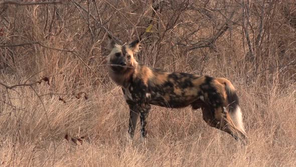 Close view of African wild dog standing in tall grass and walking away