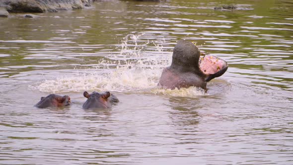 video filming in the wild of a family of hippos in a pond in the African savannah on a safari tour