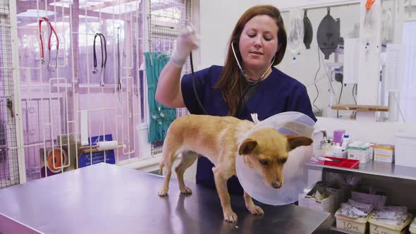 Caucasian woman volunteer nursing a dog