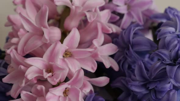 Purple and pink Hyacinthus orientalis spring bulbs  on white background slow tilt 4K 2160p 30fps Ult