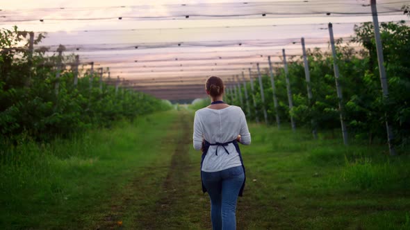 Woman Farmer Walking Checking Organic Crop in Sunset Greenhouse Plantation