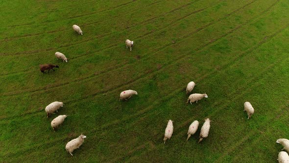 Grazing sheep. Herd of farm animals feeding on a meadow on nature background.