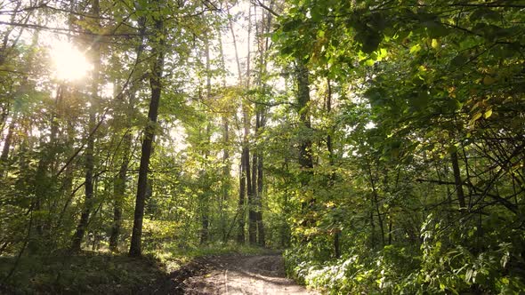 Autumn Forest Landscape with Trees By Day