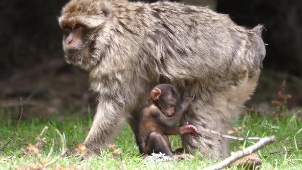 Barbary ape with his young at Cèdre Gouraud Forest