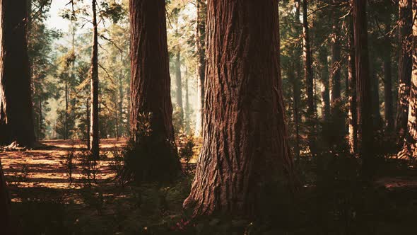 Giant Sequoias in the Giant Forest Grove in the Sequoia National Park