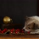 Little Puppy Plays with Christmas Decorations Lying on an Antique Dresser - VideoHive Item for Sale