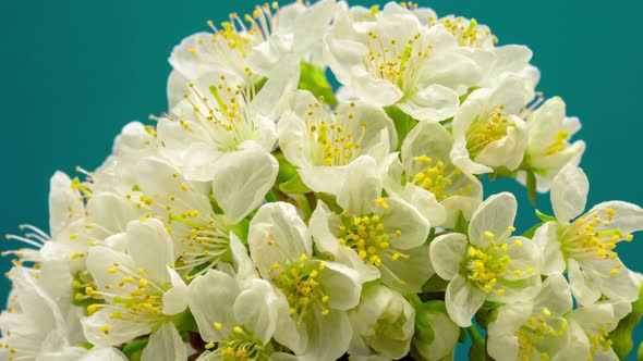 Cherry Blossom Timelapse on Mint