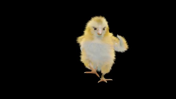 Baby Chicks Dancing HD