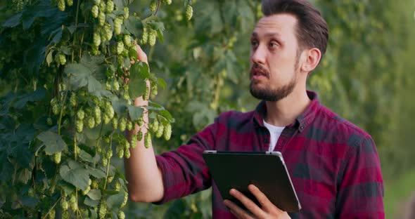 A Farmer with a Tablet Computer Checks Hop Cones Used in Making Beer