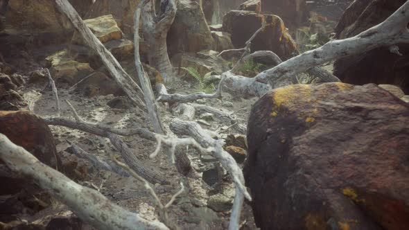 Lava Stone Field with Dead Trees and Plants