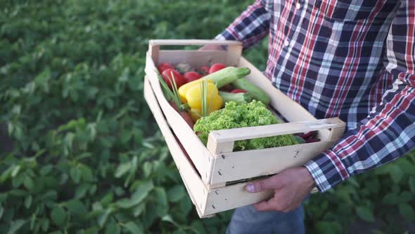 The Farmer is Holding a Box of Organic Vegetables