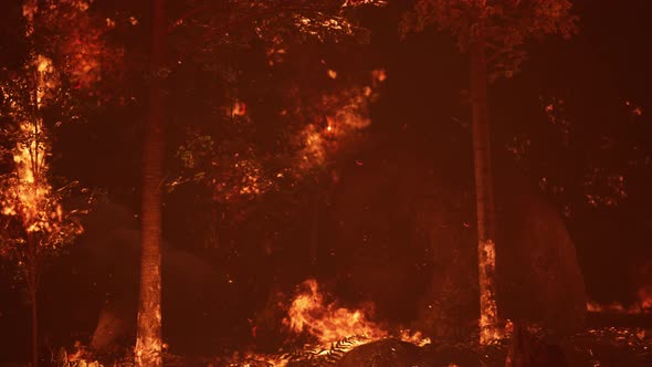 Large Flames of Forest Fire at Night