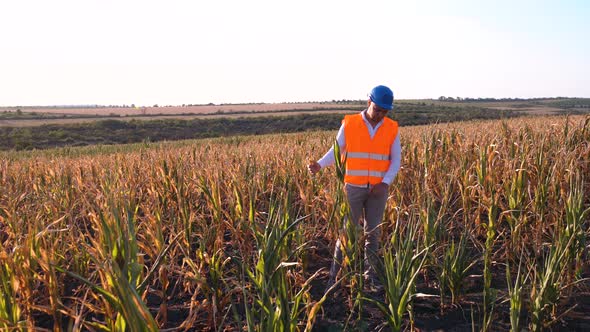 The Sad Young Farmer Is Disappointed with the Compromised Corn Harvest.