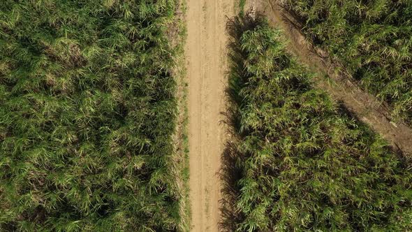 Sugar Cane Fileds Plantation at Caribbean Countryside Agriculture Concept