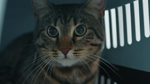 Close-up of domestic cat in a pet carrier bag.