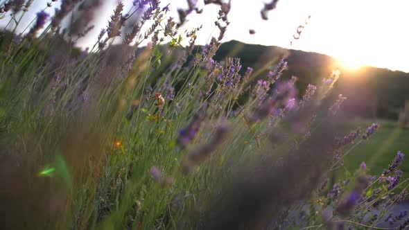 Camera moving through lavender. Lavender field in sunlight, beautiful bokeh and flare. Lavender duri