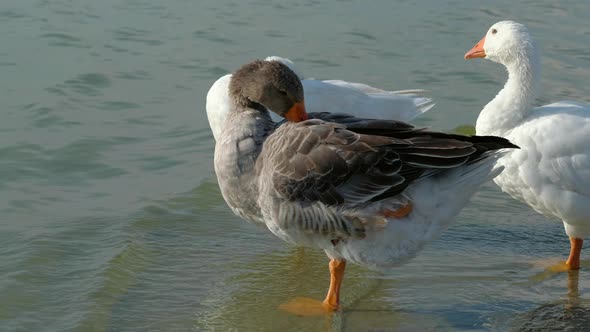 a Flock of Geese Standing on One Paw Hid a Beak Under the Wing with One Open Eye in the Water