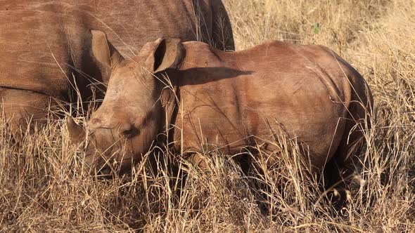 Adorable baby Rhino eats savanna grass beside mom on golden morning