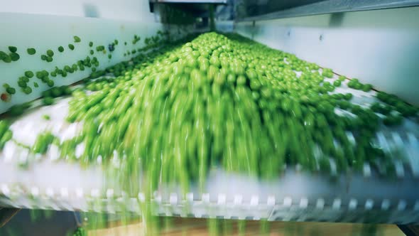 Green Peas are Falling From the Conveyor Machine