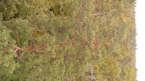 Vertical Video of Trees in the Forest in Autumn